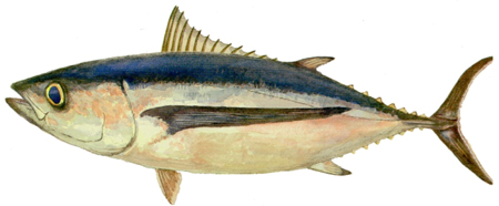albacore_tuna